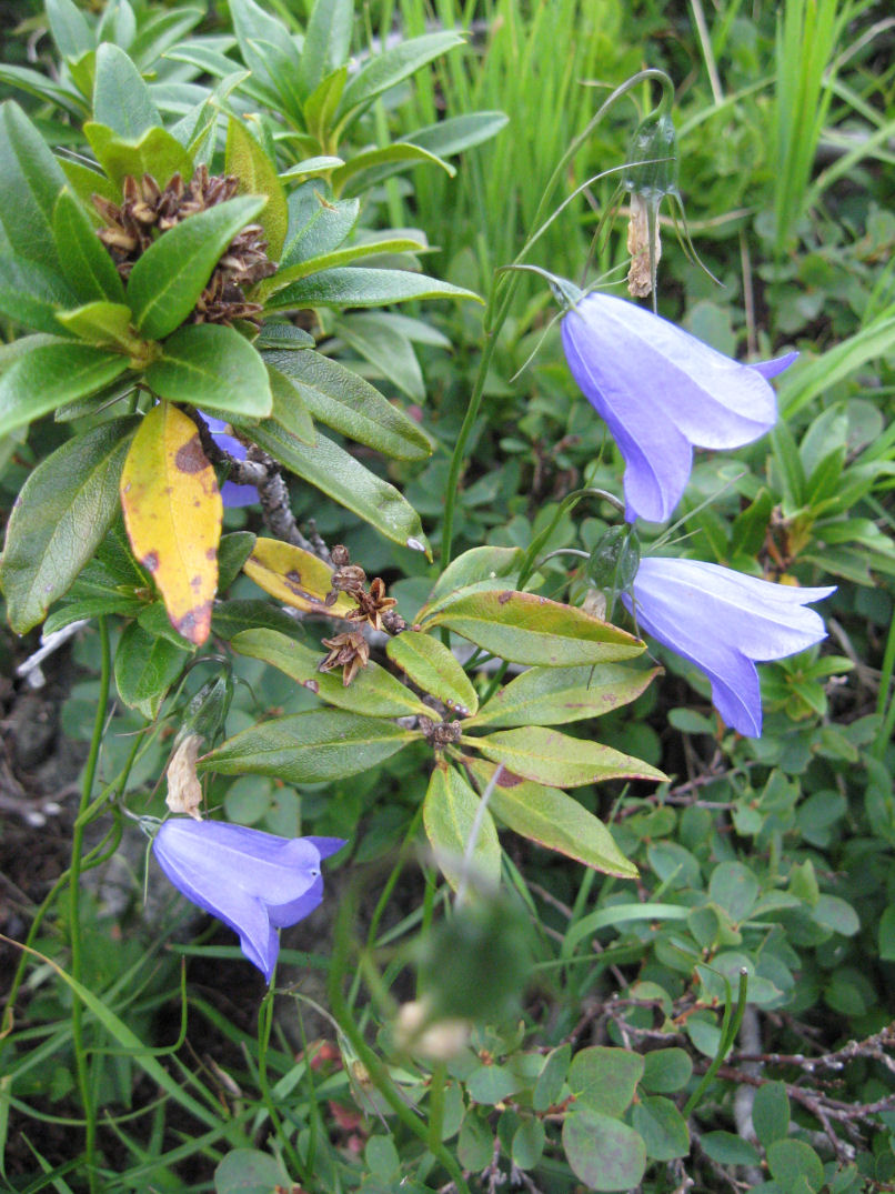 Fiori delle Orobie Valtellinesi